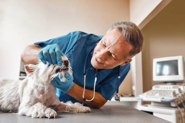 Best Emergency Root Canal Treatment in Owens Cross Roads, AL